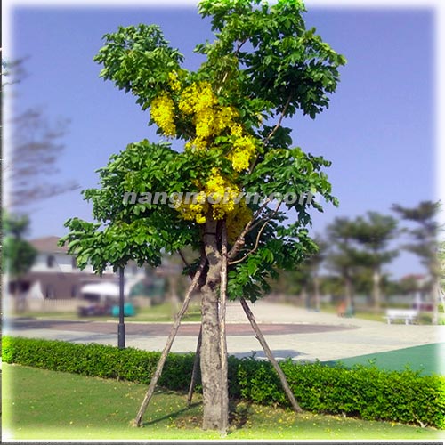 sample photo