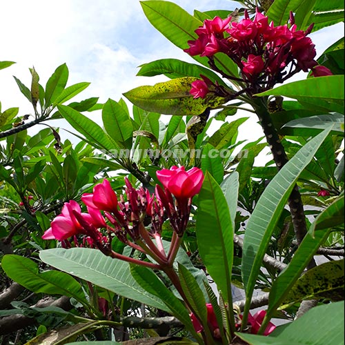 Sứ Đại