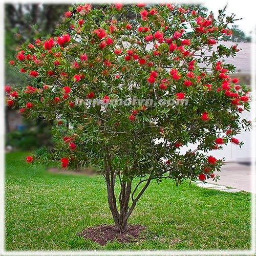 Cây Liễu Đỏ