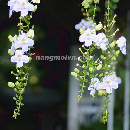 sample photo