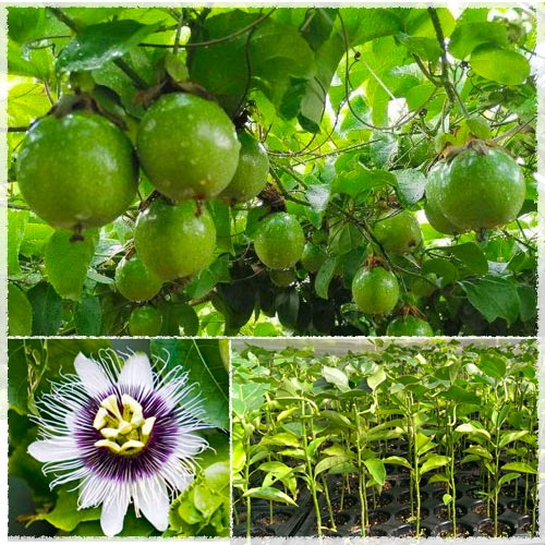 sample photo