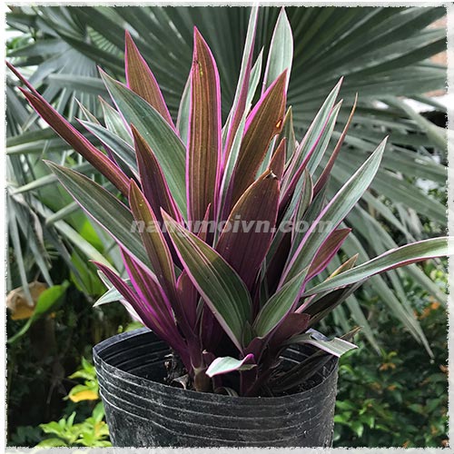 Cây Bẩy Sắc Cầu Vồng