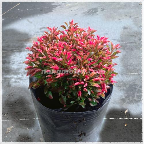 sample photo