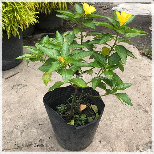 Cây Đông Hầu Hoa Vàng