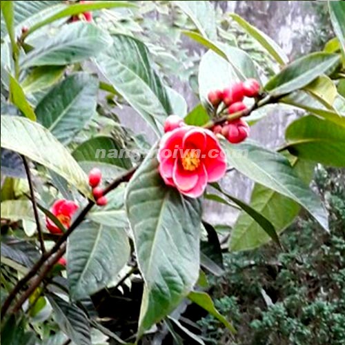 Cây Hải Đường