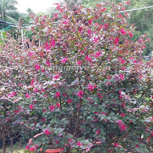 sample photo