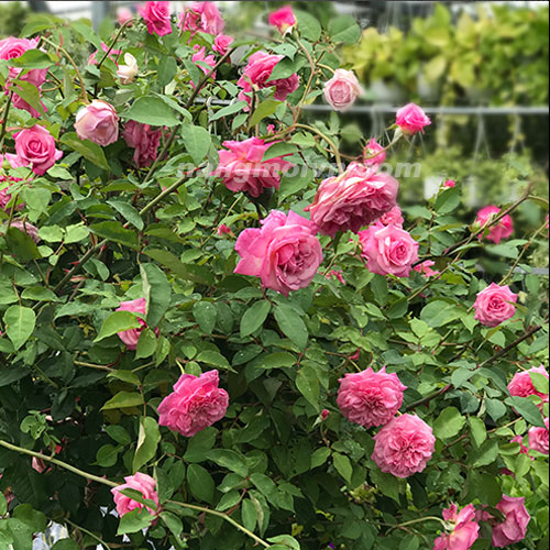 sample photo
