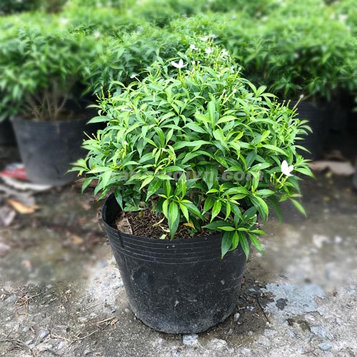 Mai Vạn Phúc