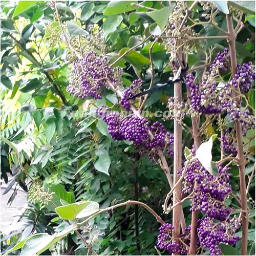 sample photo