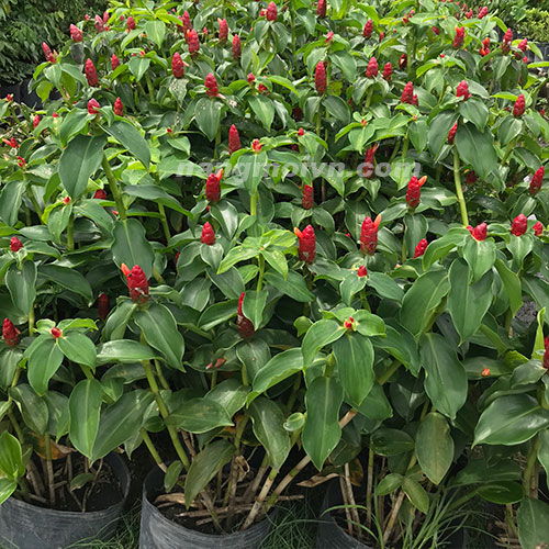 Cây Phúc Lộ Thọ