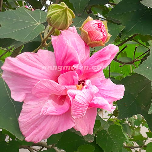 sample photo