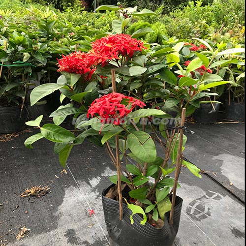 sample photo