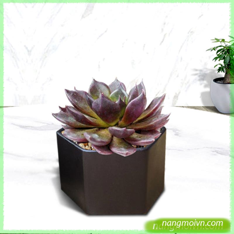 sample photo
