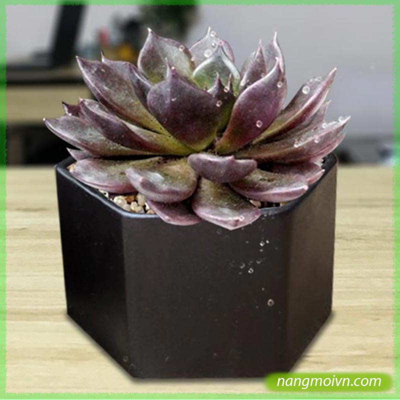 sample photo