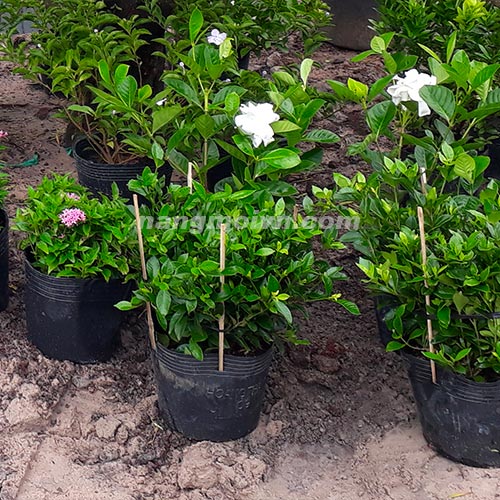 Bạch Thiên Hương