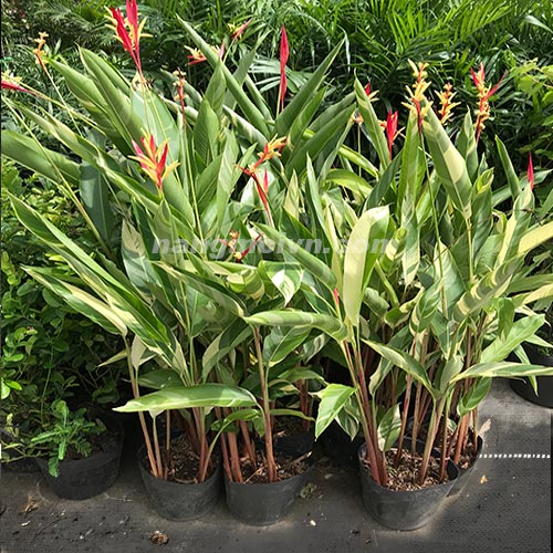 Mỏ Két Cẩm Thạch