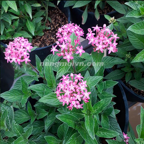 sample photo