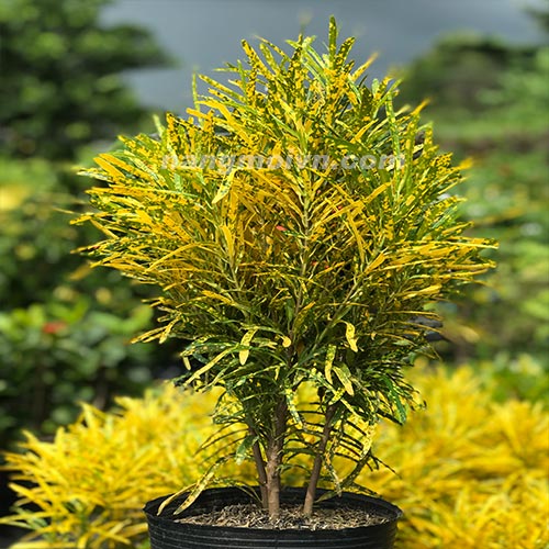 Cô Tòng Vàng Lá Nhỏ