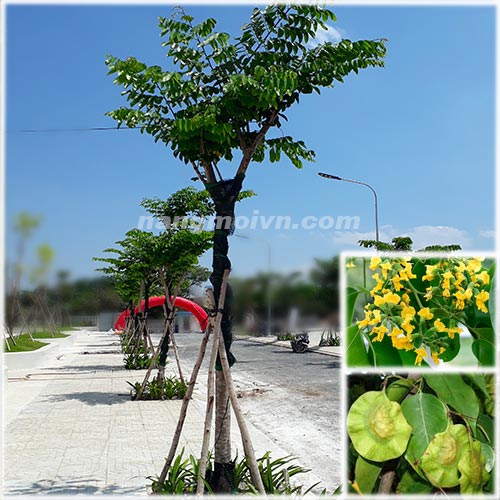 sample photo