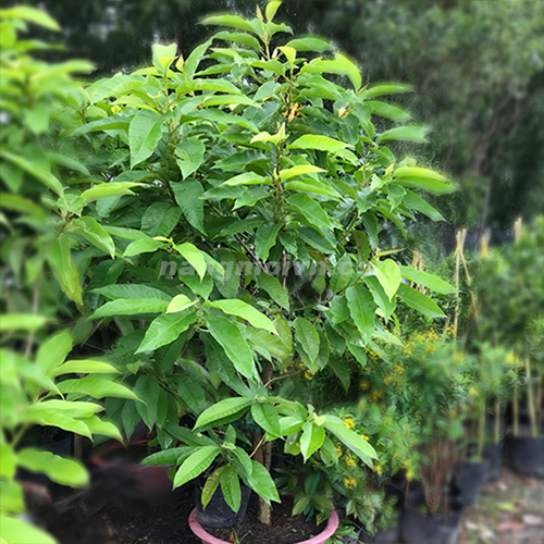 Ngọc Lan Hoa Vàng