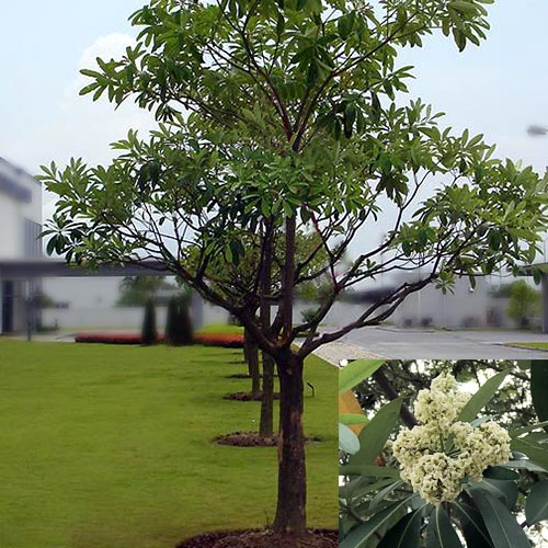 sample photo
